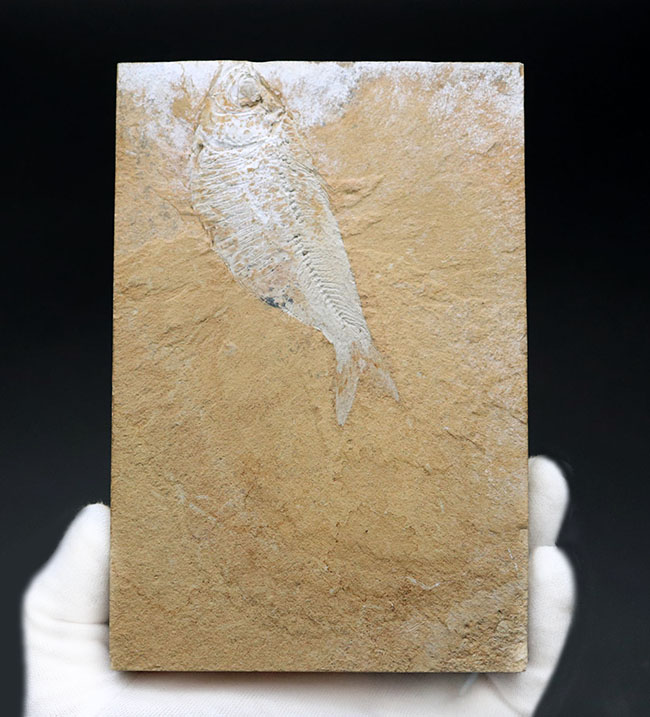 米国ワイオミング州グリーンリバー層で採集された、獰猛なハンター、古代魚、ディプロミスタスの全身化石（その2）