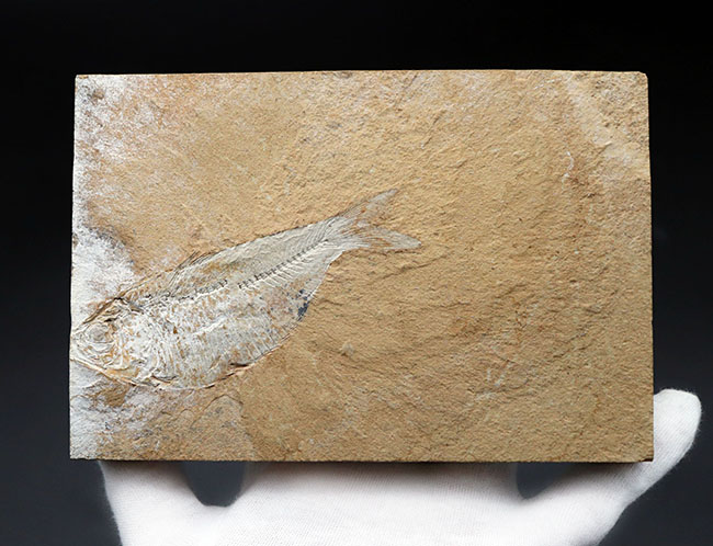 米国ワイオミング州グリーンリバー層で採集された、獰猛なハンター、古代魚、ディプロミスタスの全身化石(その3)