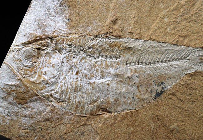 米国ワイオミング州グリーンリバー層で採集された、獰猛なハンター、古代魚、ディプロミスタスの全身化石(その4)