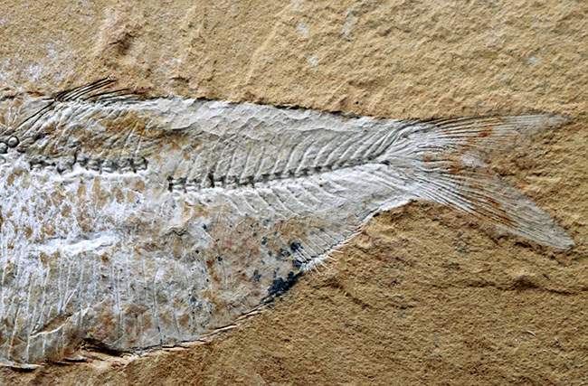 米国ワイオミング州グリーンリバー層で採集された、獰猛なハンター、古代魚、ディプロミスタスの全身化石(その5)