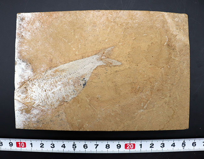 米国ワイオミング州グリーンリバー層で採集された、獰猛なハンター、古代魚、ディプロミスタスの全身化石(その6)