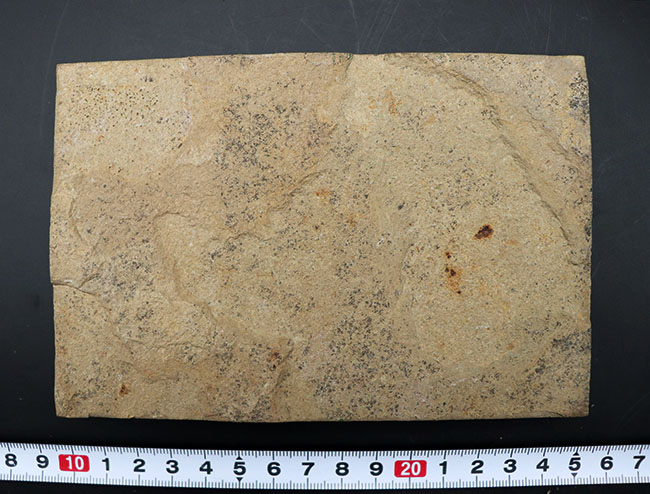 米国ワイオミング州グリーンリバー層で採集された、獰猛なハンター、古代魚、ディプロミスタスの全身化石(その7)