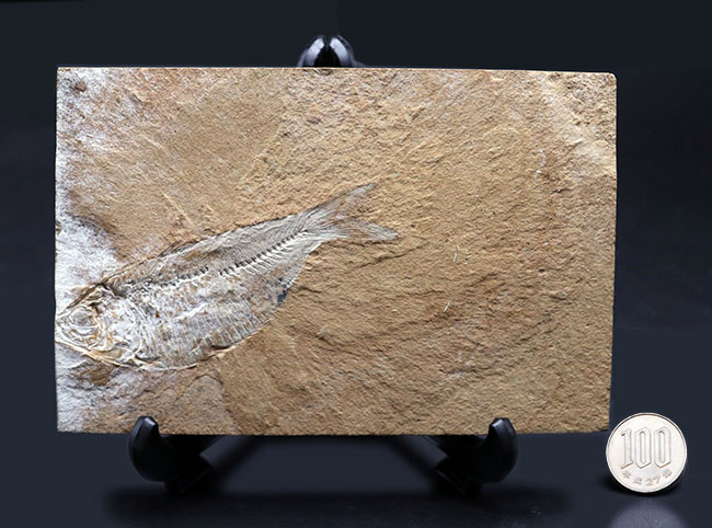 米国ワイオミング州グリーンリバー層で採集された、獰猛なハンター、古代魚、ディプロミスタスの全身化石（その9）
