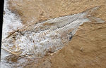 米国ワイオミング州グリーンリバー層で採集された、獰猛なハンター、古代魚、ディプロミスタスの全身化石