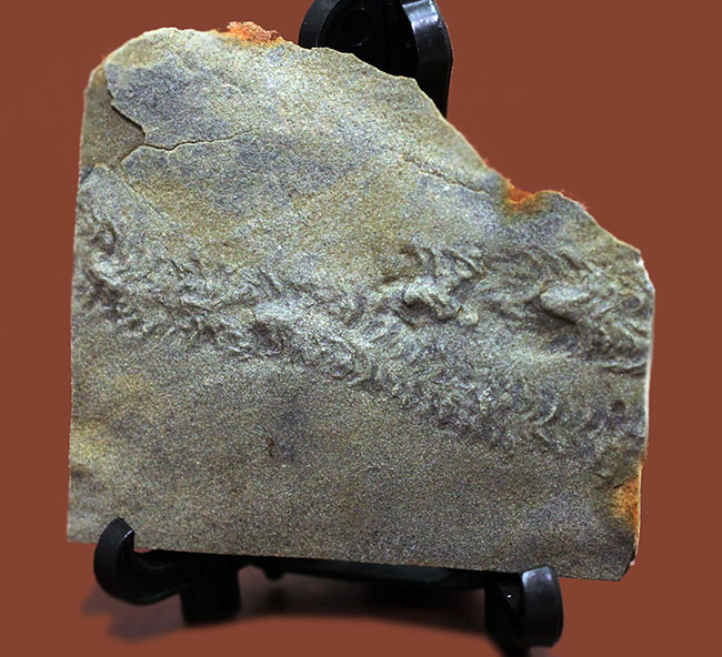 良質のクルジアナ、石炭紀の三葉虫の這い跡の生痕化石（その1）
