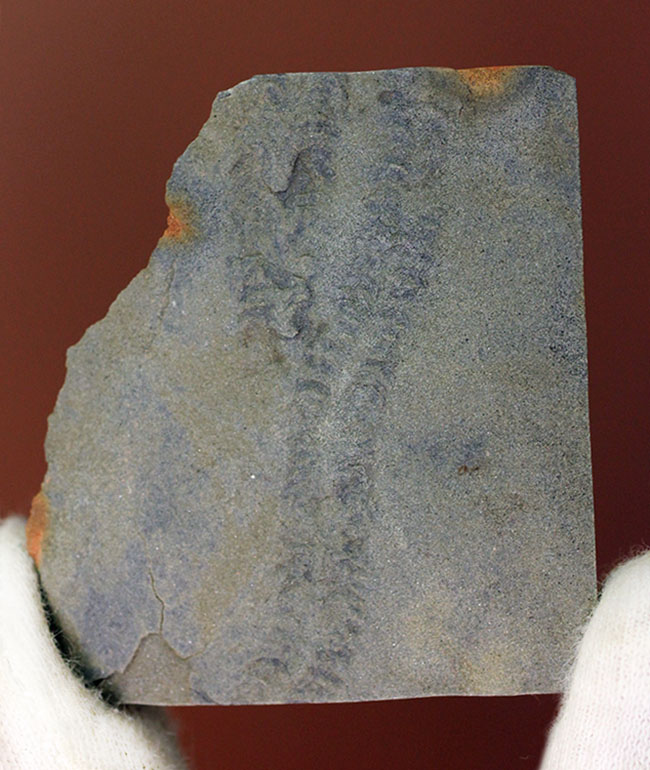 良質のクルジアナ、石炭紀の三葉虫の這い跡の生痕化石（その2）