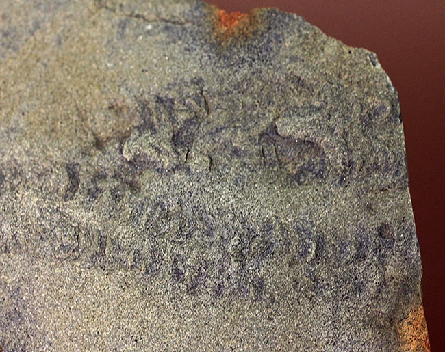 良質のクルジアナ、石炭紀の三葉虫の這い跡の生痕化石（その4）