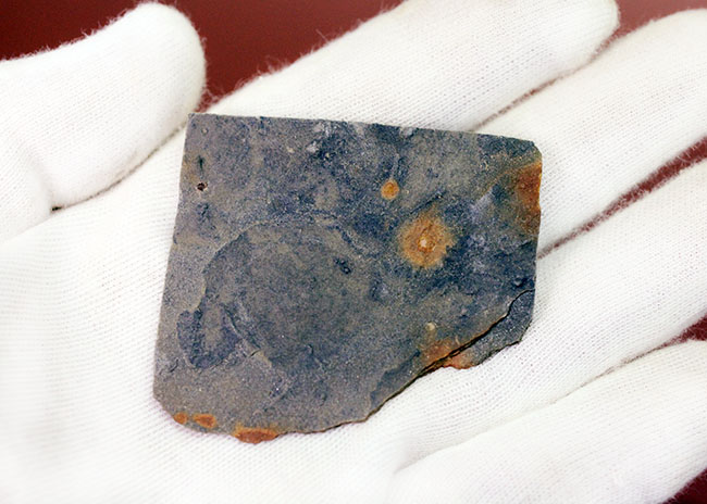 良質のクルジアナ、石炭紀の三葉虫の這い跡の生痕化石(その6)