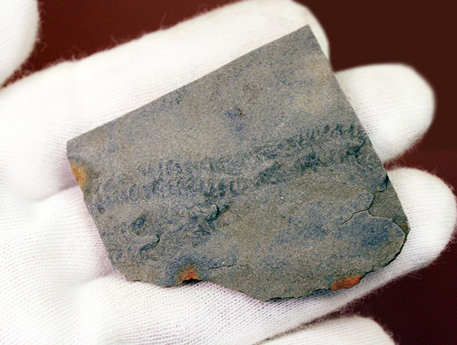 良質のクルジアナ、石炭紀の三葉虫の這い跡の生痕化石（その7）