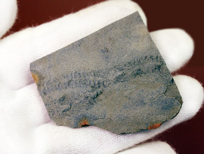 良質のクルジアナ、石炭紀の三葉虫の這い跡の生痕化石(その7)