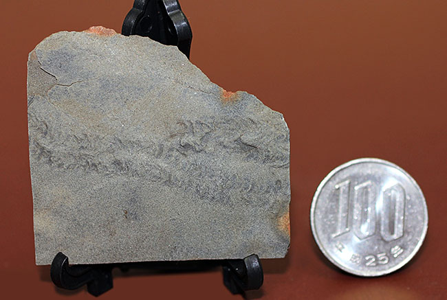 良質のクルジアナ、石炭紀の三葉虫の這い跡の生痕化石（その8）