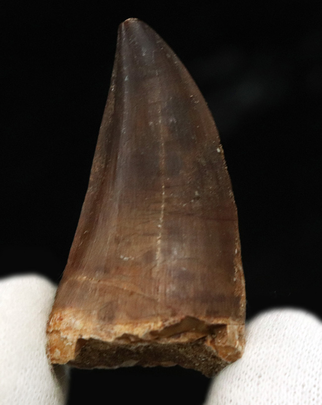 太い、美麗、ナチュラル!白亜紀末期の海の頂点捕食者、モササウルス(Mosasaurus)の美麗歯化石(その1)