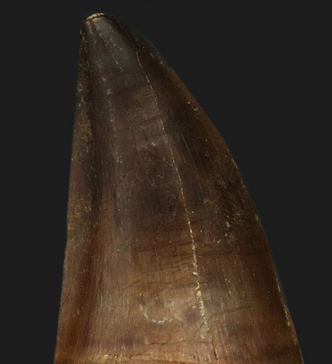 太い、美麗、ナチュラル!白亜紀末期の海の頂点捕食者、モササウルス(Mosasaurus)の美麗歯化石(その2)