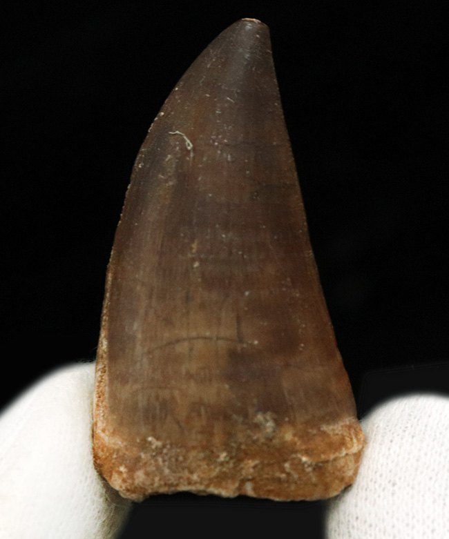 太い、美麗、ナチュラル!白亜紀末期の海の頂点捕食者、モササウルス(Mosasaurus)の美麗歯化石(その5)