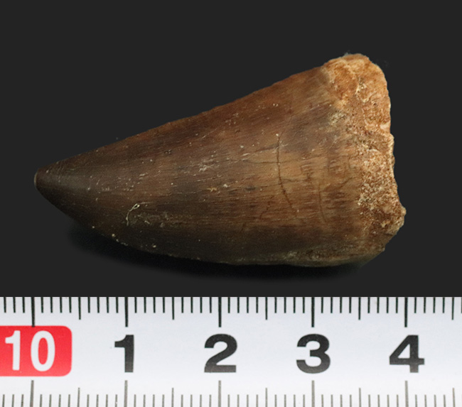 太い、美麗、ナチュラル!白亜紀末期の海の頂点捕食者、モササウルス(Mosasaurus)の美麗歯化石(その7)