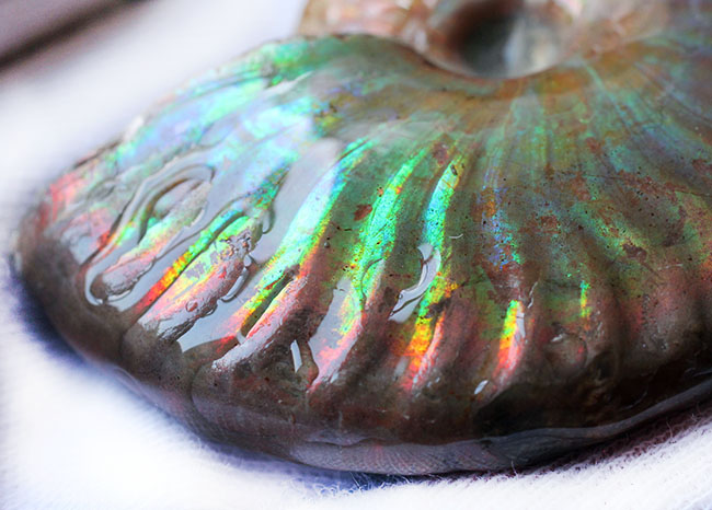 厳選品!コレクショングレードの標本が放つ極上のイリデッセンス(iridescence)。マダガスカル産遊色アンモナイト。(その15)