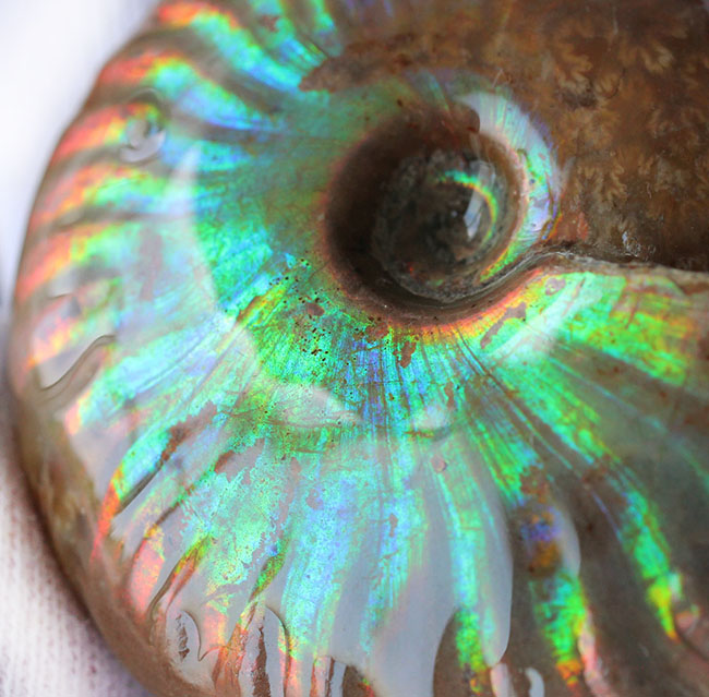 厳選品!コレクショングレードの標本が放つ極上のイリデッセンス(iridescence)。マダガスカル産遊色アンモナイト。(その16)
