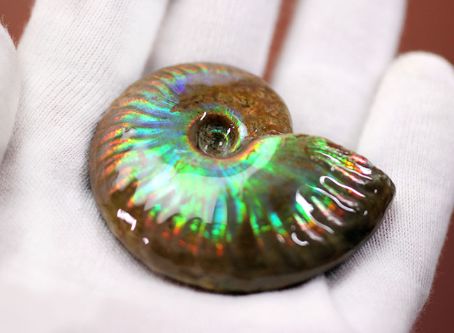厳選品!コレクショングレードの標本が放つ極上のイリデッセンス(iridescence)。マダガスカル産遊色アンモナイト。(その6)