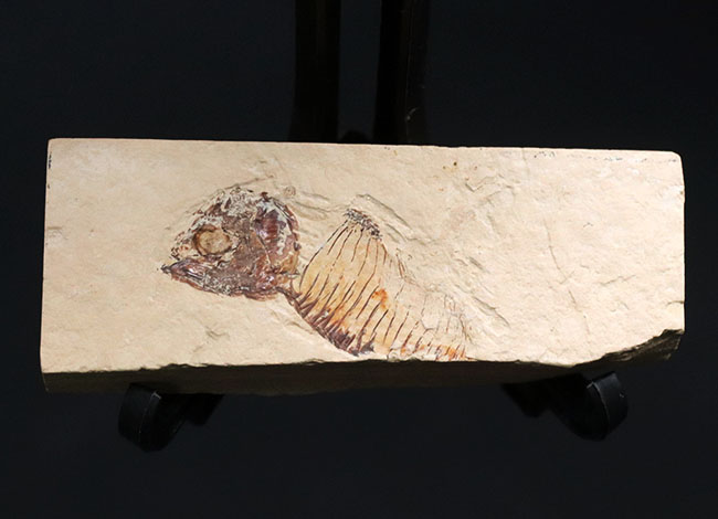 ワイオミング州の魚化石、ゴシウテクティスの部分化石（その1）