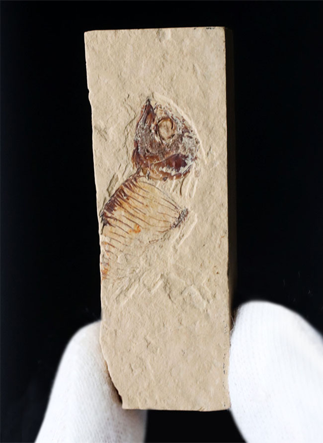 ワイオミング州の魚化石、ゴシウテクティスの部分化石（その2）