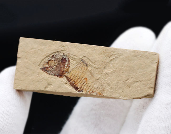 ワイオミング州の魚化石、ゴシウテクティスの部分化石（その3）