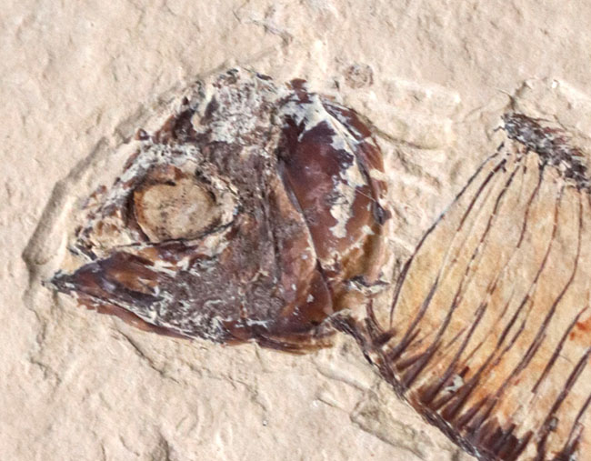 ワイオミング州の魚化石、ゴシウテクティスの部分化石(その4)