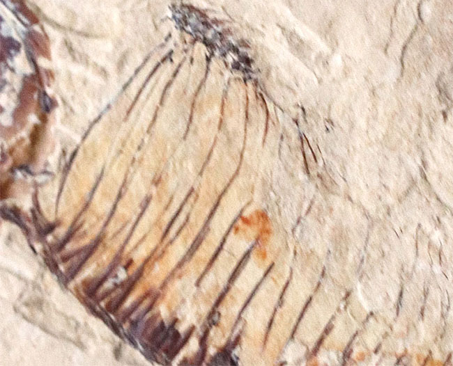 ワイオミング州の魚化石、ゴシウテクティスの部分化石（その5）