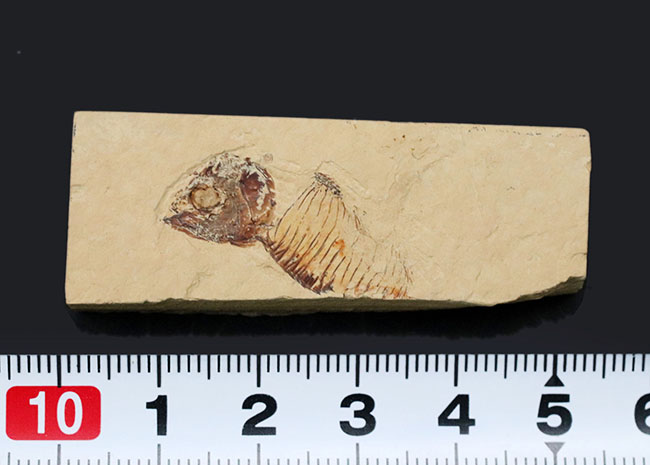 ワイオミング州の魚化石、ゴシウテクティスの部分化石(その7)