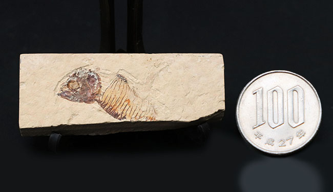 ワイオミング州の魚化石、ゴシウテクティスの部分化石（その8）
