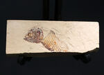 ワイオミング州の魚化石、ゴシウテクティスの部分化石
