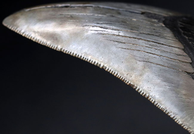 自然な風合いをそのまま残した、希少なオールナチュラルの希少なメガロドン（Carcharocles megalodon）の歯化石。ヘビーコレクターにこそご注目いただきたい逸品（その1）