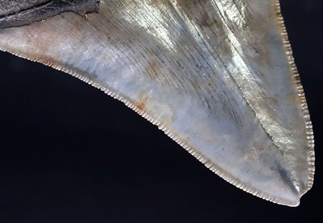 自然な風合いをそのまま残した、希少なオールナチュラルの希少なメガロドン（Carcharocles megalodon）の歯化石。ヘビーコレクターにこそご注目いただきたい逸品（その12）