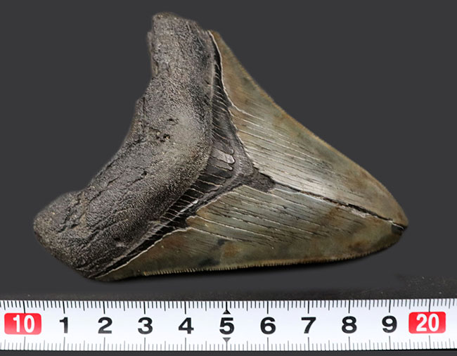 自然な風合いをそのまま残した、希少なオールナチュラルの希少なメガロドン（Carcharocles megalodon）の歯化石。ヘビーコレクターにこそご注目いただきたい逸品（その13）