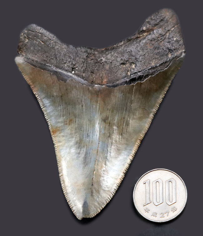 自然な風合いをそのまま残した、希少なオールナチュラルの希少なメガロドン（Carcharocles megalodon）の歯化石。ヘビーコレクターにこそご注目いただきたい逸品（その14）
