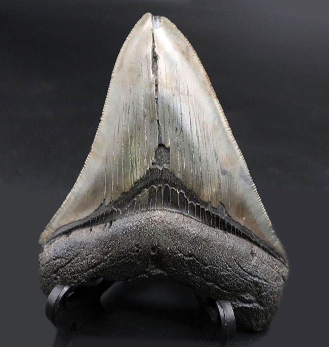 自然な風合いをそのまま残した、希少なオールナチュラルの希少なメガロドン（Carcharocles megalodon）の歯化石。ヘビーコレクターにこそご注目いただきたい逸品（その2）