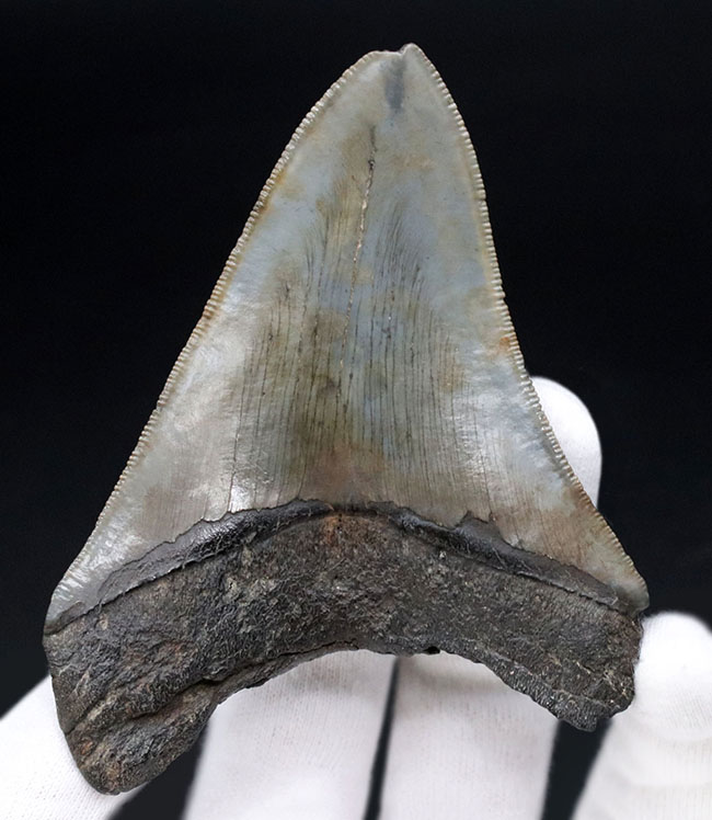 自然な風合いをそのまま残した、希少なオールナチュラルの希少なメガロドン（Carcharocles megalodon）の歯化石。ヘビーコレクターにこそご注目いただきたい逸品（その3）