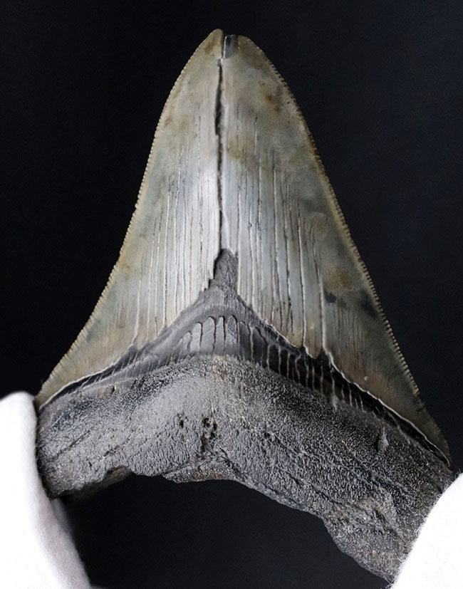 自然な風合いをそのまま残した、希少なオールナチュラルの希少なメガロドン（Carcharocles megalodon）の歯化石。ヘビーコレクターにこそご注目いただきたい逸品（その4）