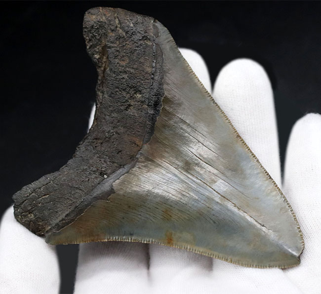 自然な風合いをそのまま残した、希少なオールナチュラルの希少なメガロドン（Carcharocles megalodon）の歯化石。ヘビーコレクターにこそご注目いただきたい逸品（その5）