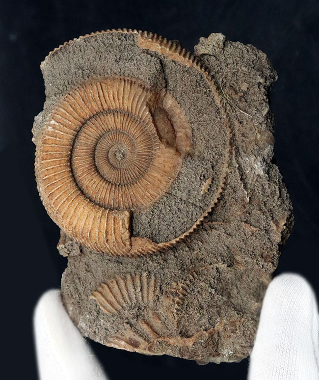 露頭の一部をそのまま切り取ったかのような味わい深き標本。ドイツ産アンモナイト、ダクチリオセラス（Dactylioceras）の群集化石（その1）