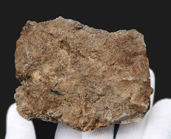 露頭の一部をそのまま切り取ったかのような味わい深き標本。ドイツ産アンモナイト、ダクチリオセラス（Dactylioceras）の群集化石（その4）