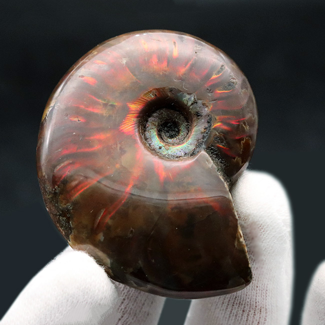 コリニョンも魅了された!きらびやかな色を呈する、マダガスカル産の上質遊色アンモナイト、クレオニセラス(Cleoniceras)(その2)
