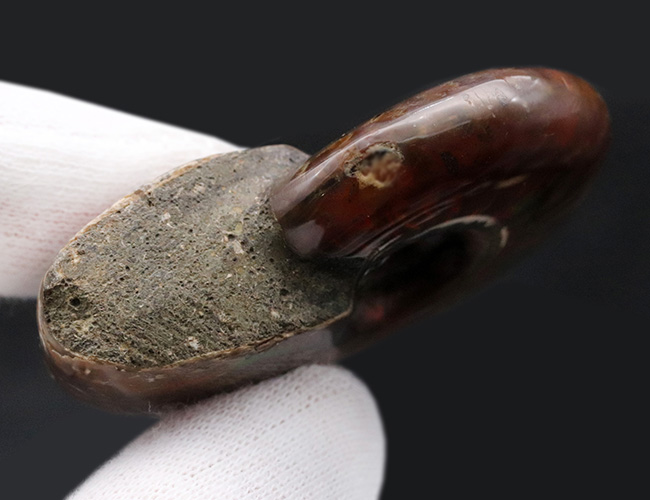コリニョンも魅了された!きらびやかな色を呈する、マダガスカル産の上質遊色アンモナイト、クレオニセラス(Cleoniceras)(その4)