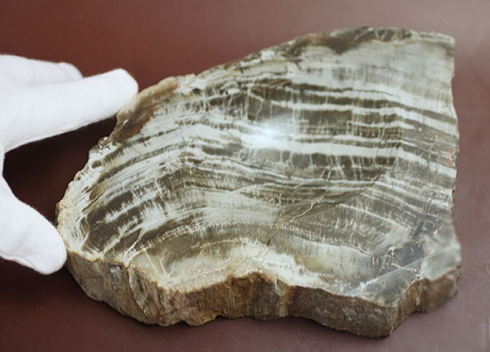 生活の一部に化石を取り入れてみませんか？素敵小物入れ。素材は美しい木目の珪化木。（その3）