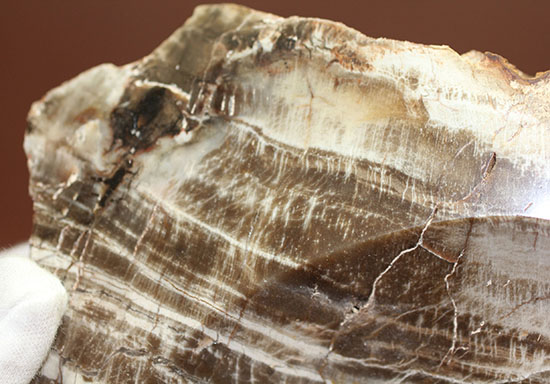 生活の一部に化石を取り入れてみませんか？素敵小物入れ。素材は美しい木目の珪化木。（その4）