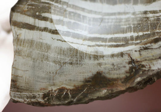 生活の一部に化石を取り入れてみませんか？素敵小物入れ。素材は美しい木目の珪化木。（その5）