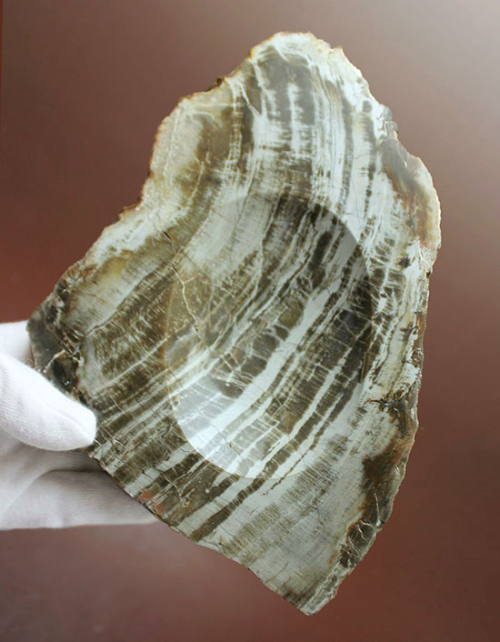生活の一部に化石を取り入れてみませんか？素敵小物入れ。素材は美しい木目の珪化木。（その7）