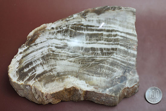 生活の一部に化石を取り入れてみませんか？素敵小物入れ。素材は美しい木目の珪化木。（その8）