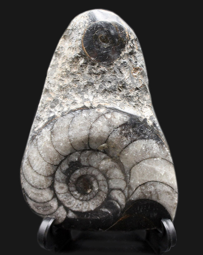 親子のような面白い2体のオウムガイ(Nautilus)の化石(その1)