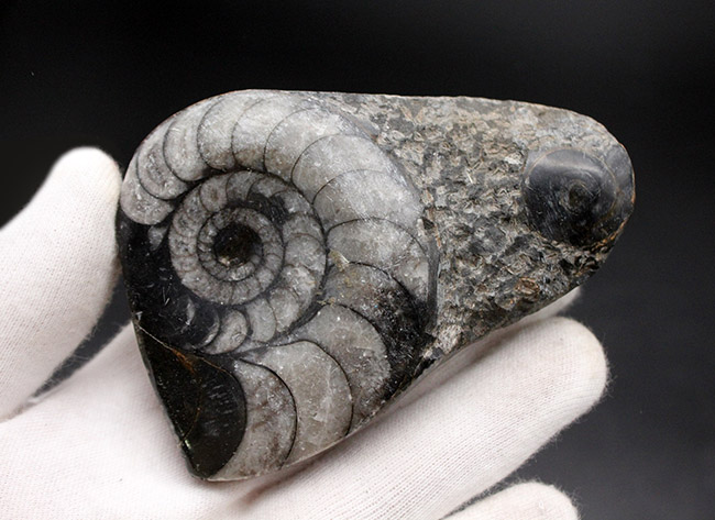 親子のような面白い2体のオウムガイ(Nautilus)の化石(その2)