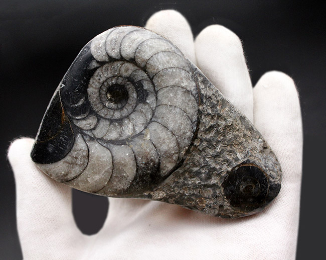親子のような面白い2体のオウムガイ(Nautilus)の化石(その3)